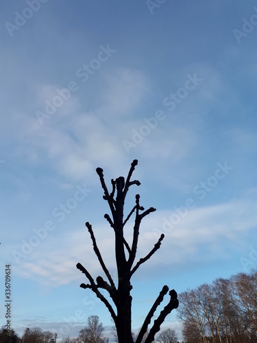 Young tree against the blue sky - Lysaker  photo