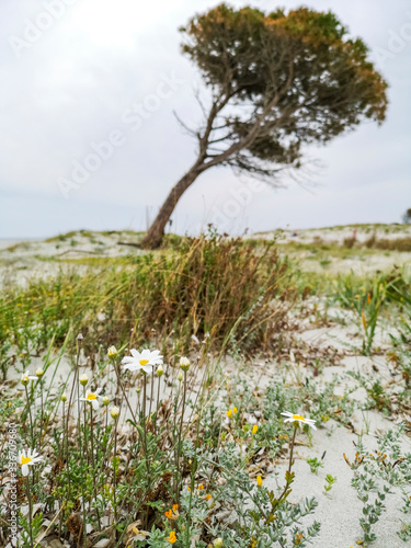 Tree growing inclined on the Granirò Beach, Siniscola, east coast of Sardinia. Vertical image.