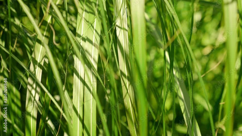Closeup of beautiful green tropical leaves in the jungle. A warm summer wind blows leaves. 4K background footage Closeup of beautiful green tropical leaves in the jungle. A warm summer wind blows leaves. 4K background footage