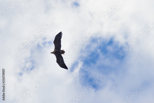 Bald eagle in cloudy blue sky