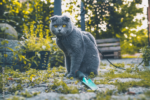 Scottish Fold unterstützt bei der Gartenarbeit photo