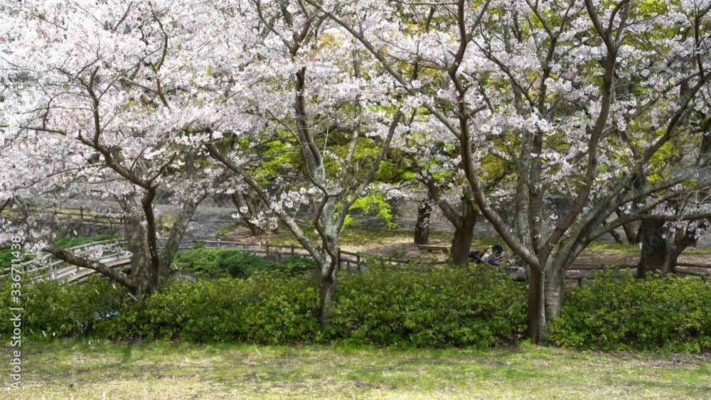 Beautiful cherry blossoms and fresh green video Beautiful cherry blossoms and fresh green video