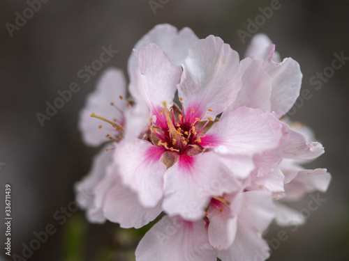 Blossom tree branch flower spring almond