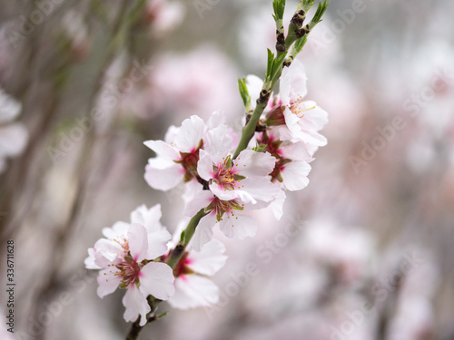 Blossom tree branch flower spring almond