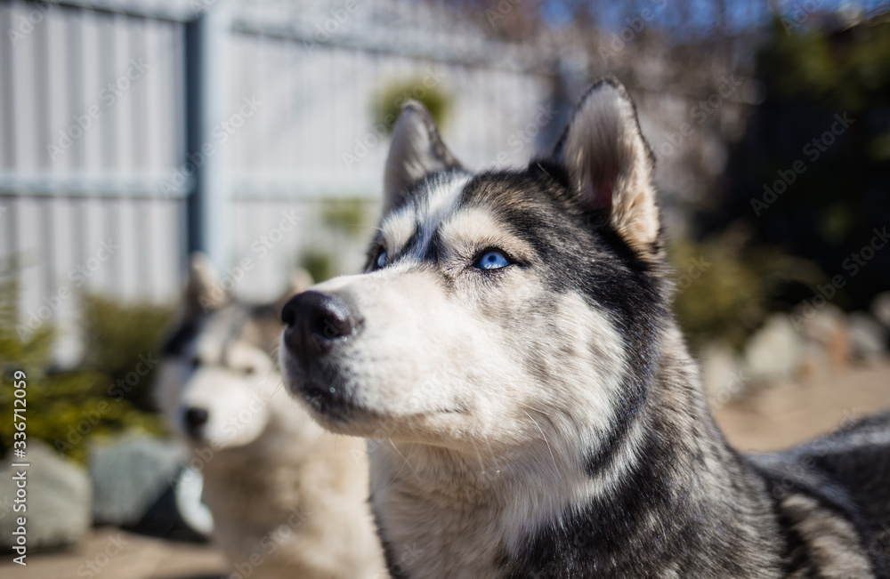 Husky dog breed. Blue eyes in a dog Husky dog breed. Blue eyes in a dog