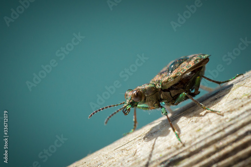 Elaphrus riparius – Pierzchotek przybrzeżny photo