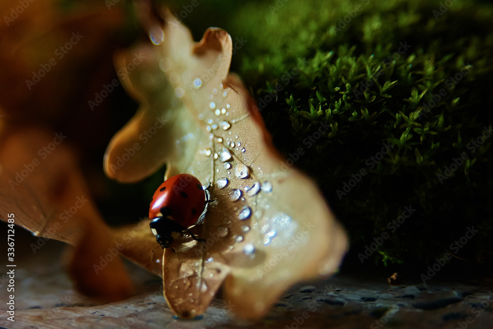 
ladybug on green grass with dry leaves and drops of water
