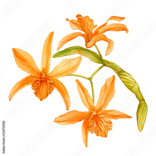 Hand drawn watercolor painting of Orchid isolated on white background. Stock illustration for greeting cards, invitations and other printing projects. Dendrobium Stardust Firebird.