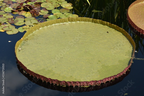 Fototapeta lilypad8