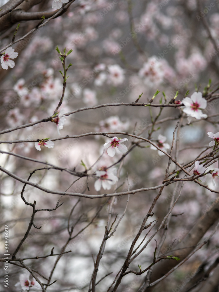 Blossom tree branch flower spring almond Blossom tree branch flower spring almond