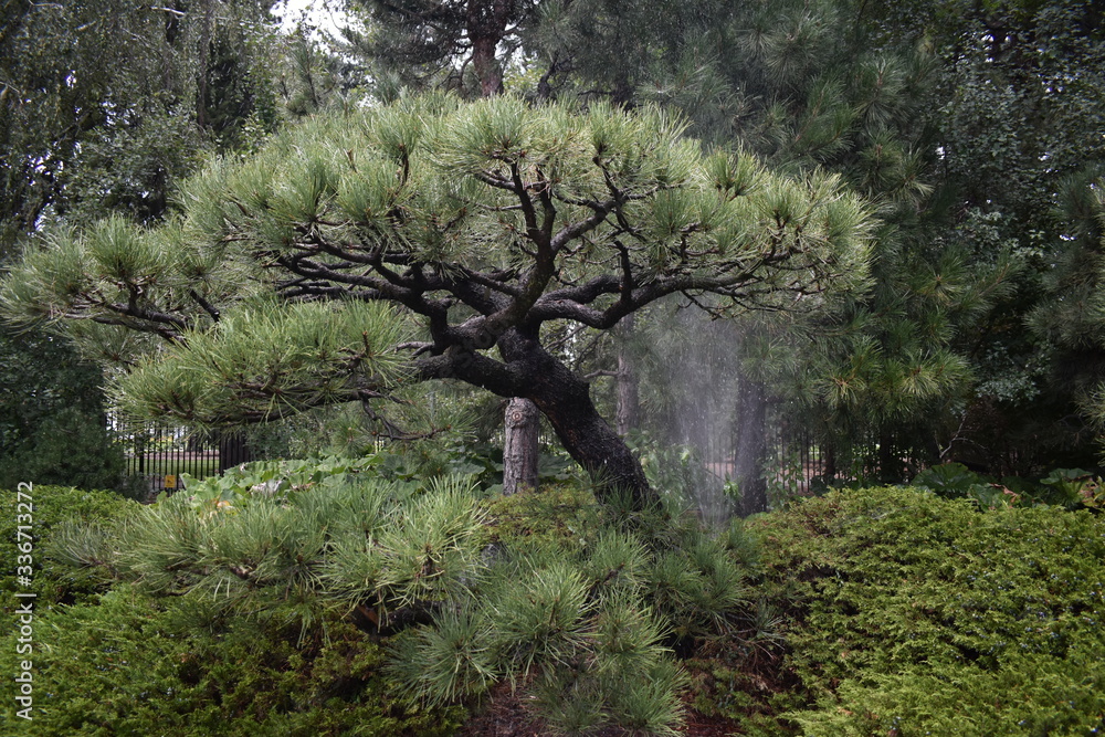 Obraz premium trees4