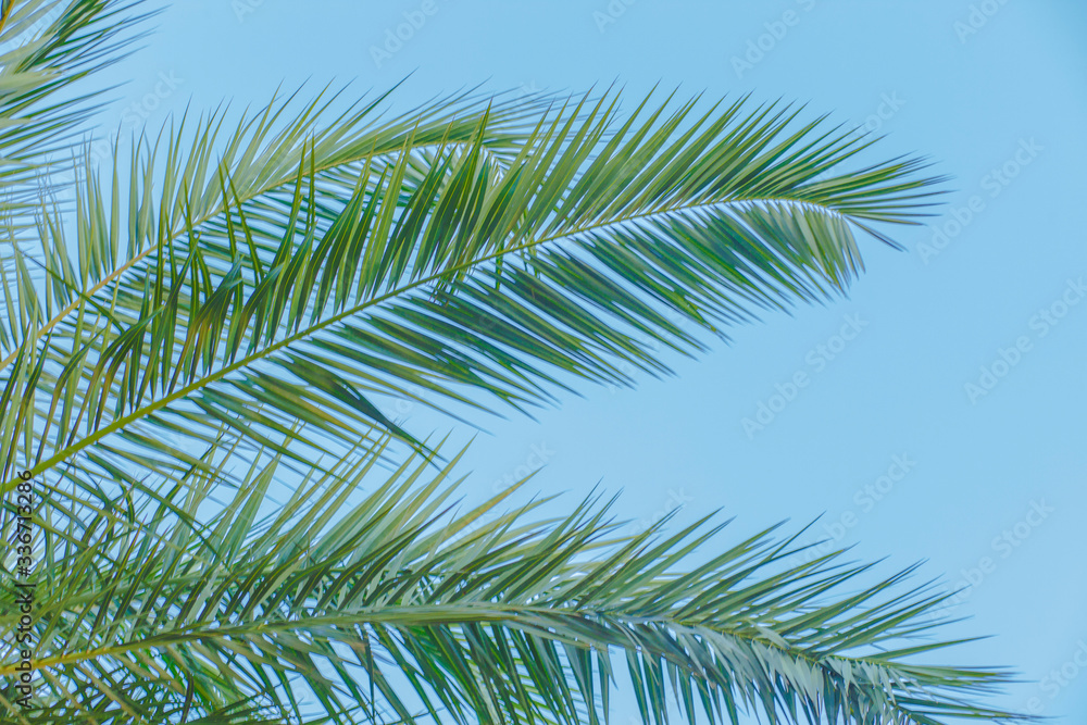 Naklejka premium Green leaves with natural background