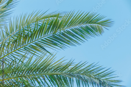 Green leaves with natural background
