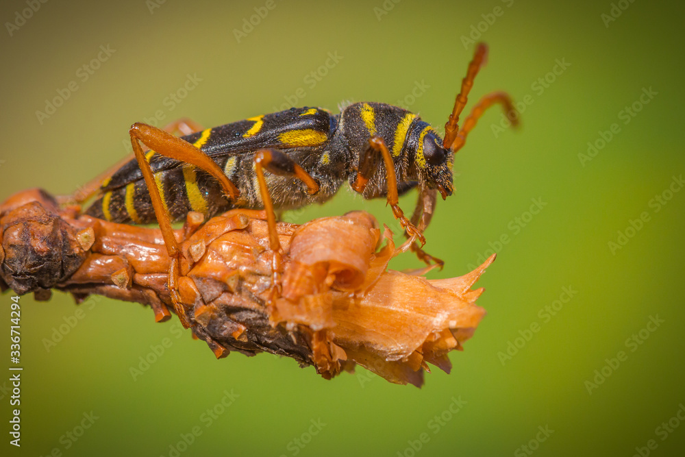 Fototapeta premium Owad