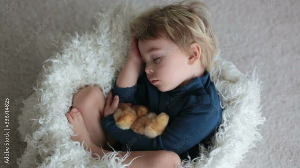 Cute blond toddler boy, sleeping with newborn chicks, hugging them tenderly Cute blond toddler boy, sleeping with newborn chicks, hugging them tenderly