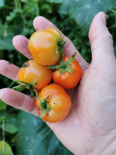 fresh pick tomato from garden in hand and there is blur green leaves as background