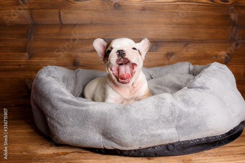 French bulldog yawns
