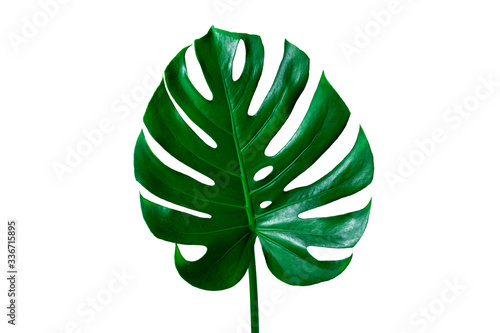 Beautiful Tropical Monstera leaf isolated on white background for design elements  Flat lay