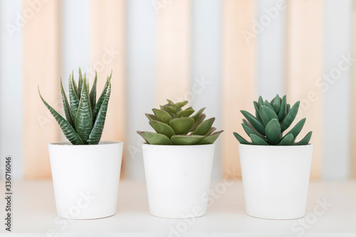 three white pots with green decorative plants on a white background with wooden bars