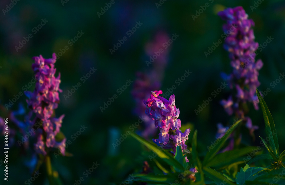 Fototapeta premium Beautiful purple wild flower in sunset. Spring forest