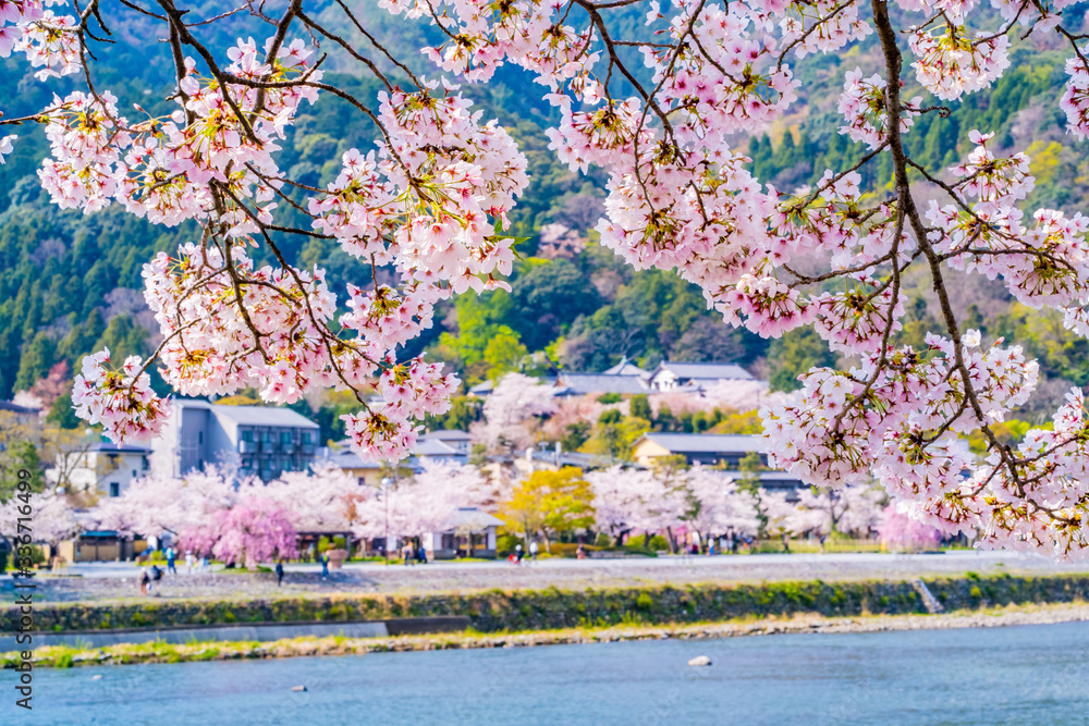 京都の春の風景 嵐山の満開の桜 日本 Stock Photo Adobe Stock