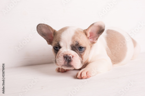 Fototapeta Naklejka Na Ścianę i Meble -  french bulldog puppy on white