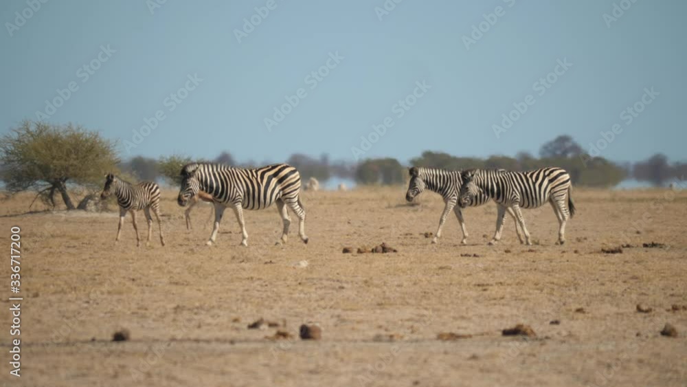 Herd of Zebra walking together on dry land Herd of Zebra walking together on dry land