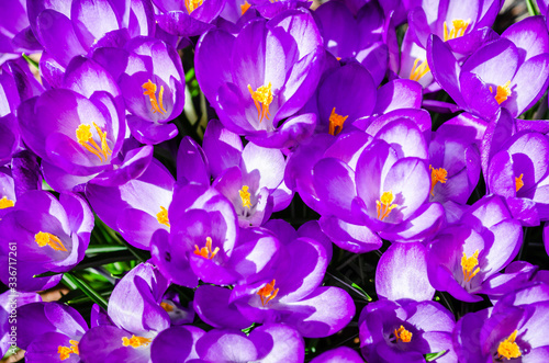 Close-up of a small grouping of purple crocus flowers