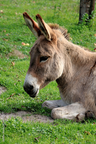 head of a donkey in Bokrijk, Belgium