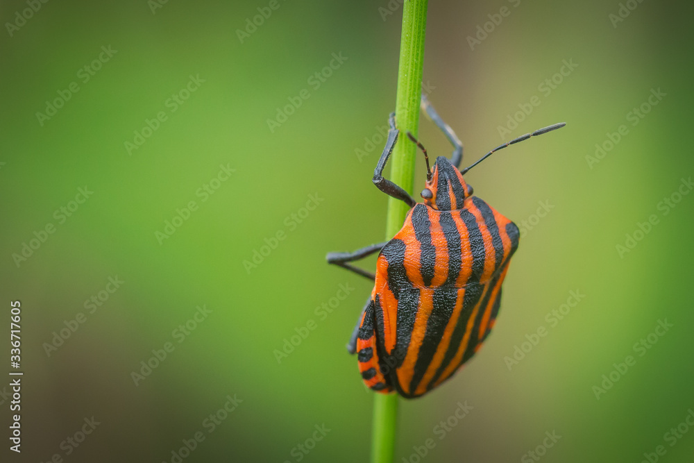 Naklejka premium Owad