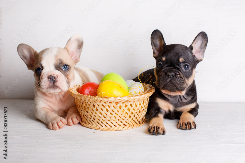 2 French bulldog puppies with a basket of eggs Easter theme