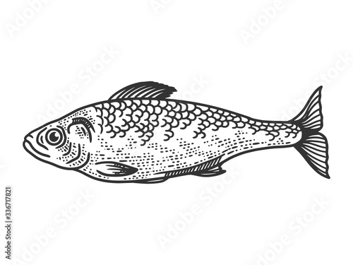 herring fish sketch engraving vector illustration. T-shirt apparel print design. Scratch board imitation. Black and white hand drawn image.