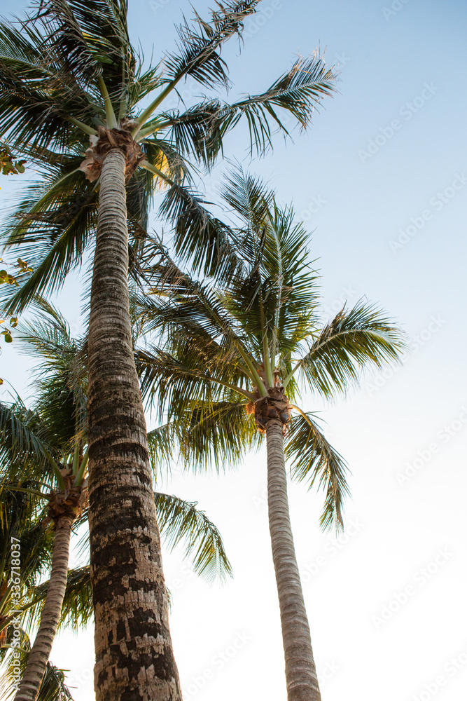 Warm And Breezy Palm Trees Warm And Breezy Palm Trees