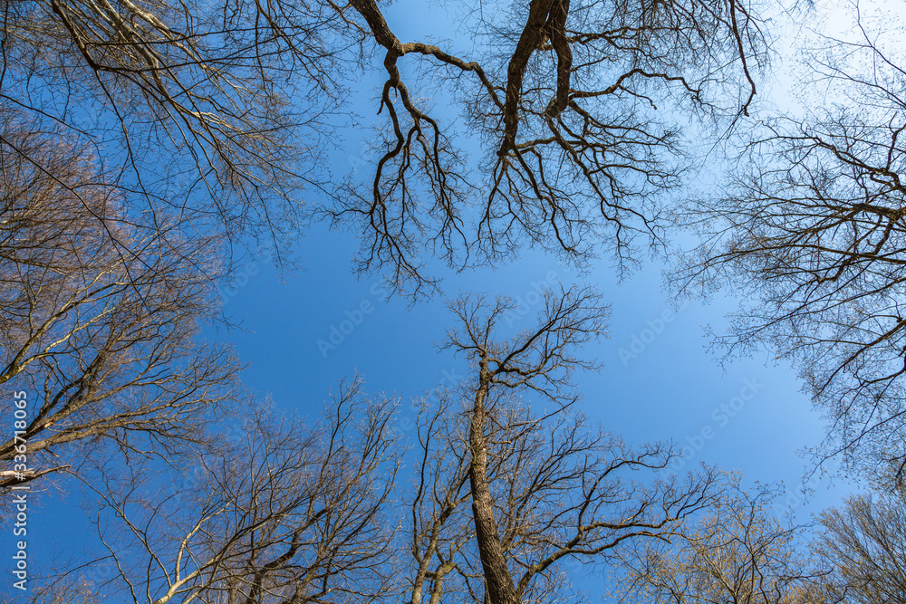 Blauer Himmel mit Bäumen Blauer Himmel mit Bäumen