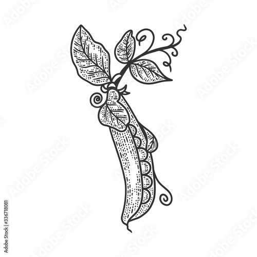 pea pod sketch engraving vector illustration. T-shirt apparel print design. Scratch board imitation. Black and white hand drawn image.