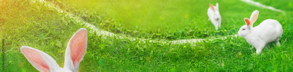 Easter header for a site with white bunnies on a green lawn. Sunny mood. Easter header for a site with white bunnies on a green lawn. Sunny mood.