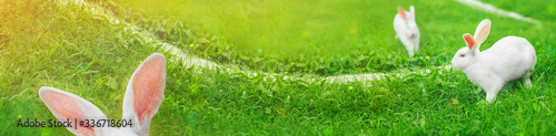 Easter header for a site with white bunnies on a green lawn. Sunny mood.