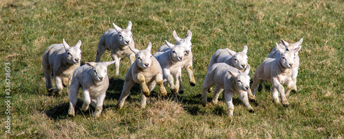 Cute happy white newborn lambs having fun running across a green meadow lot of copy space.
