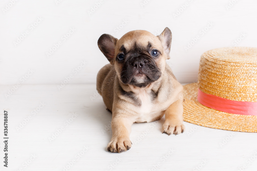 puppy french bulldog straw
