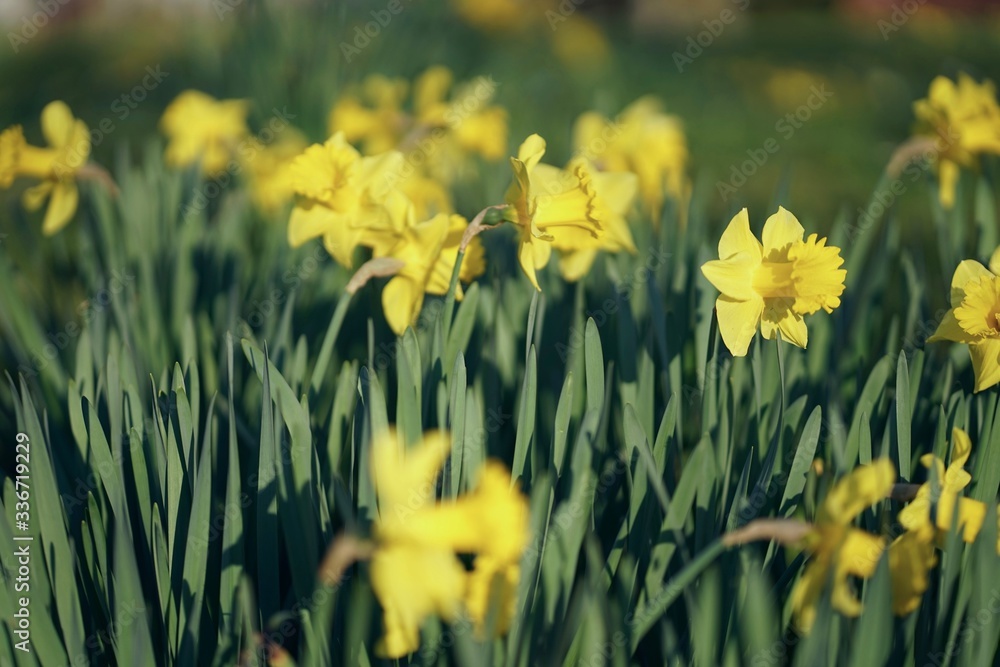 Fototapeta premium Close up of bright yellow colored narcissus patch in April 