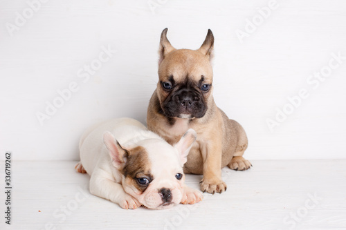 2 french bulldog puppies © Olesya Pogosskaya