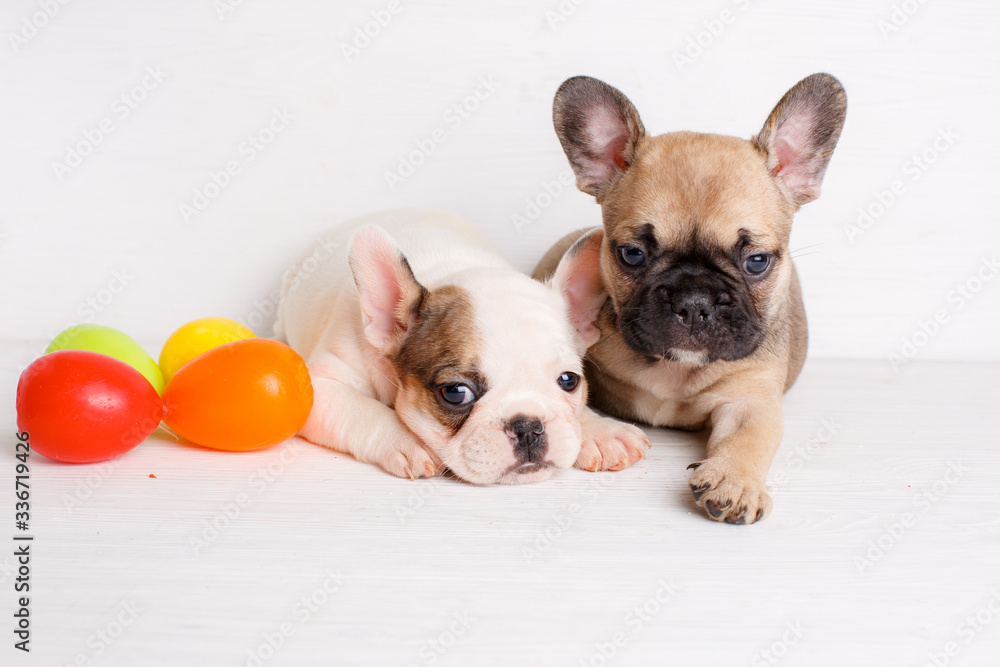 2 French bulldog puppies with Easter eggs Easter theme