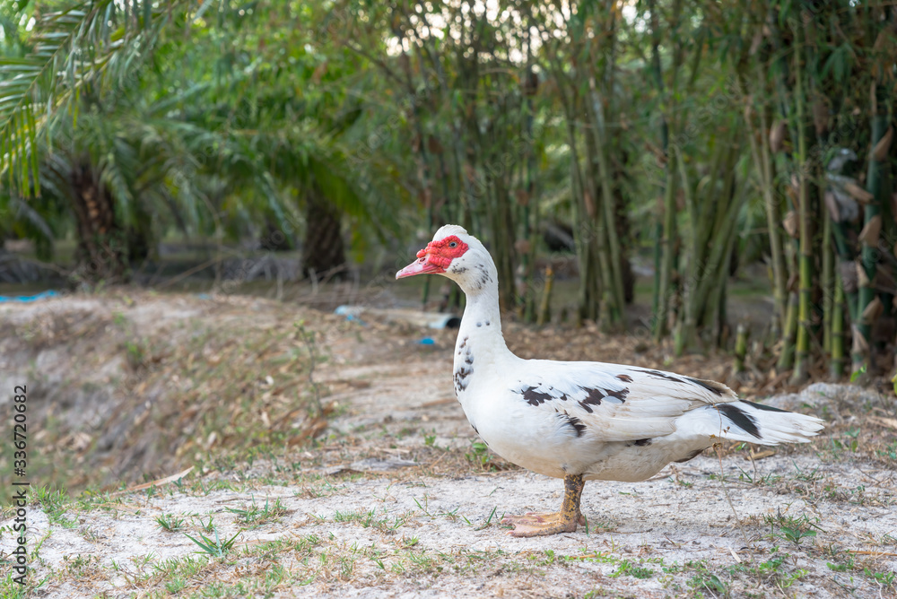 Male of Muscovy duck or barbary duck standing at the farmyard