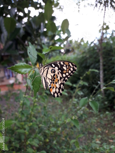 butterfly on a flower ( kupu - kupu hinggap di bunga untuk menghisap sari makanan) photo