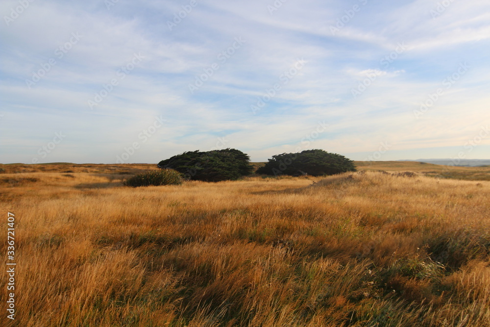 Wild catrina fields.