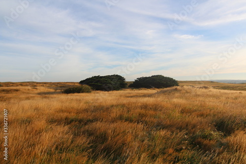 Wild catrina fields.