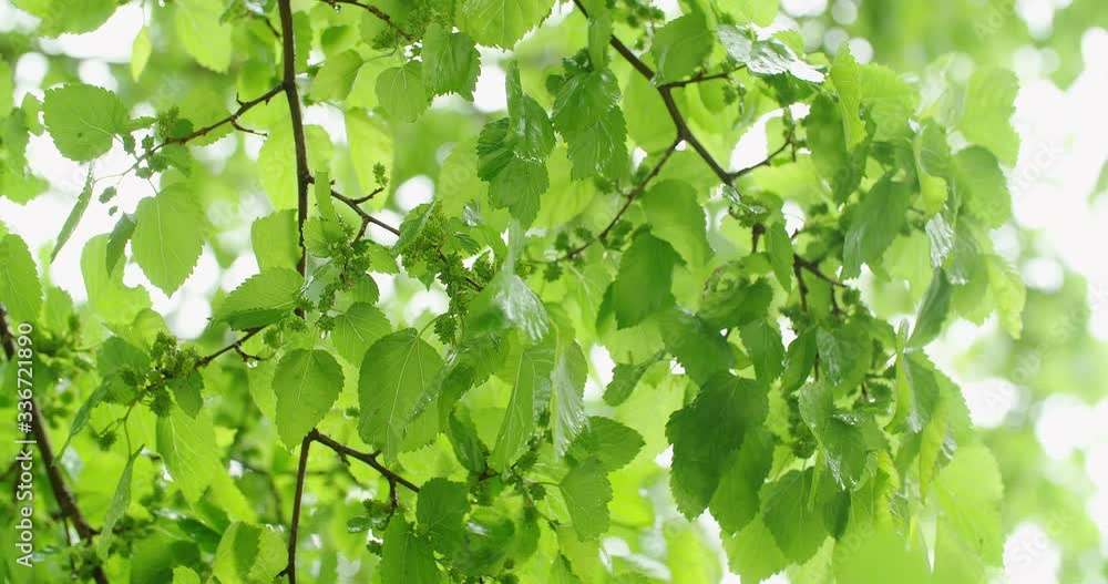 Beautiful Morus Alba tree, Unripe mulberry berries on the branches of the tree, in rainy weather.Morus Alba Beautiful Morus Alba tree, Unripe mulberry berries on the branches of the tree, in rainy weather.Morus Alba