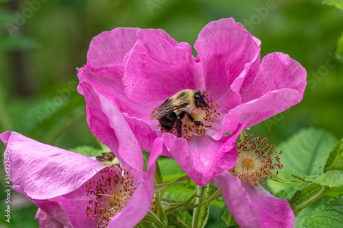Bumble bee looking for pollen in a vintage rose bush flower. © Bronwyn Photo