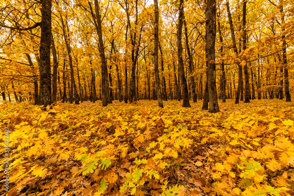 Obraz premium Colorful background of fallen autumn leaves