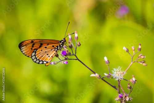 Closeup butterfly on flower (Common tiger butterfly) © czamfir